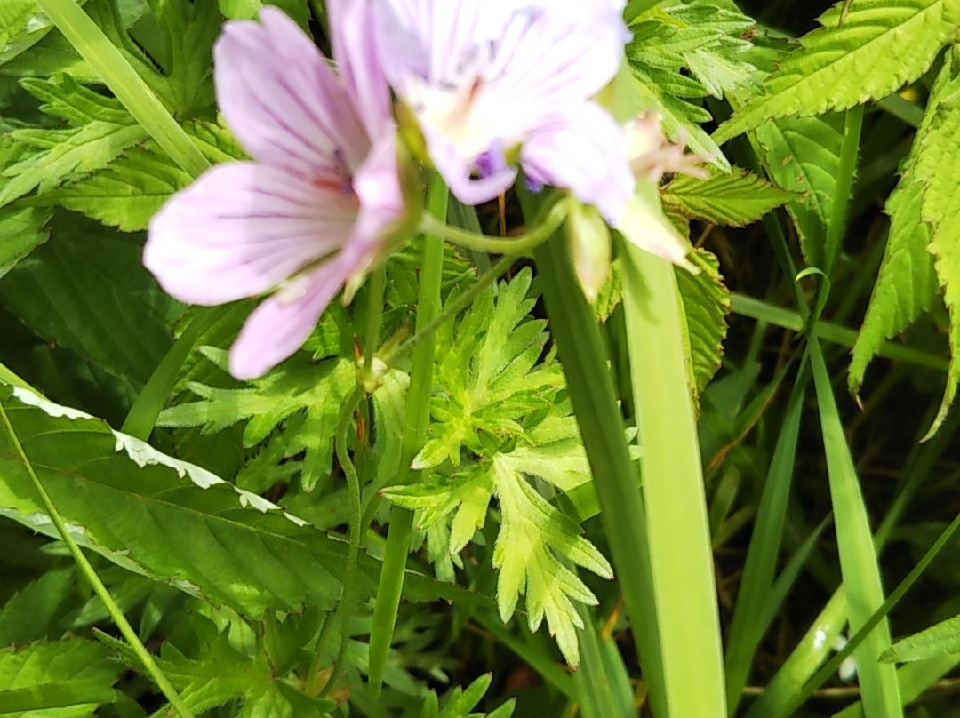 Ike no Taira Shitsugen-东御市必去景点