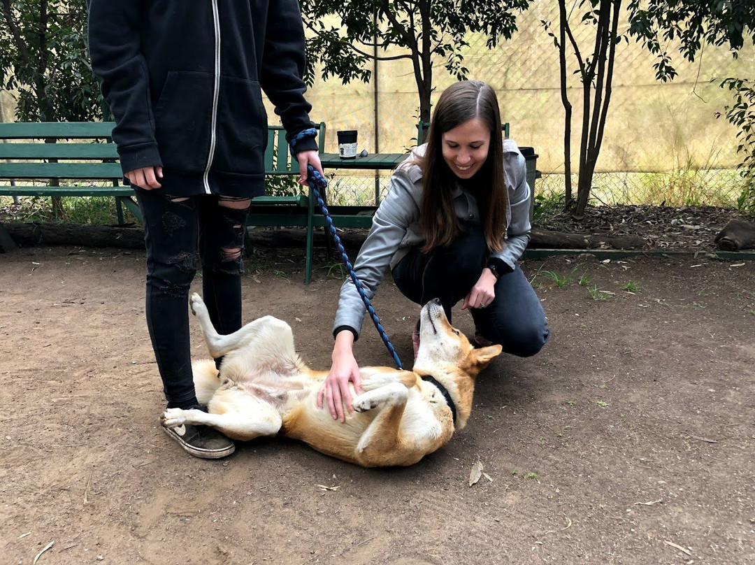 Dingo Sanctuary-Bargo必去景点