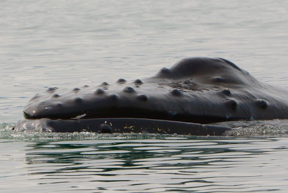 Icy Strait Whale Adventures-胡纳必去景点