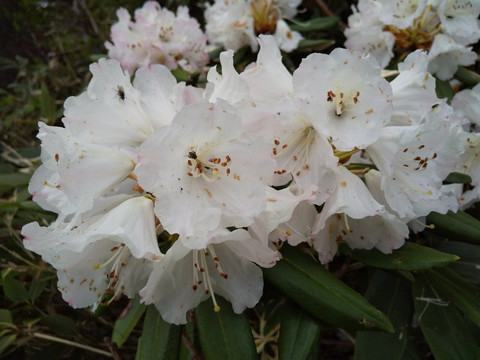 Mt. Shibutsu-片品村必去景点