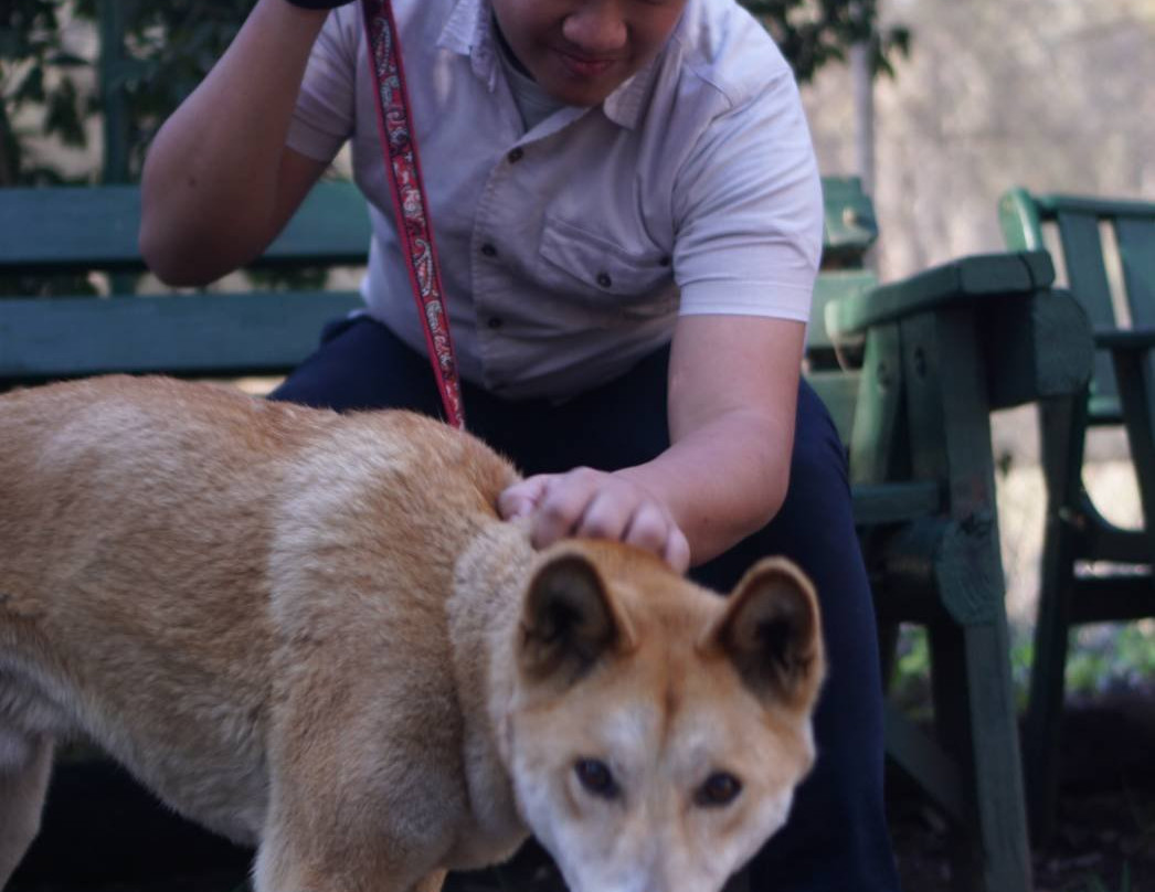 Dingo Sanctuary-Bargo必去景点