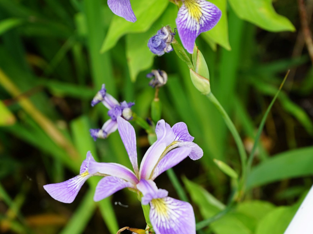 Big Bog State Recreation Area-Waskish必去景点