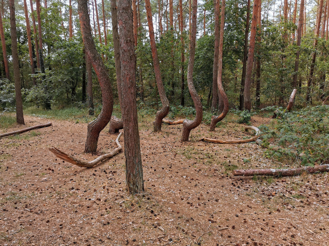 Crooked Forest景点图片