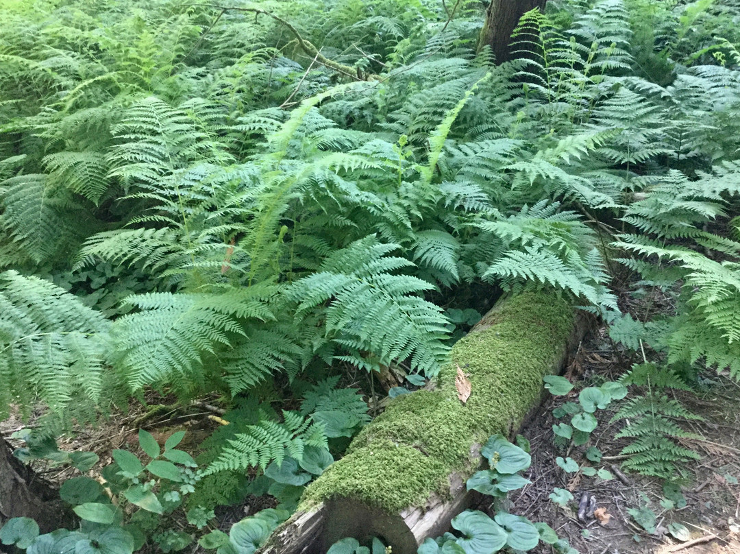 Spirit Trail Walk-哈里逊温泉必去景点