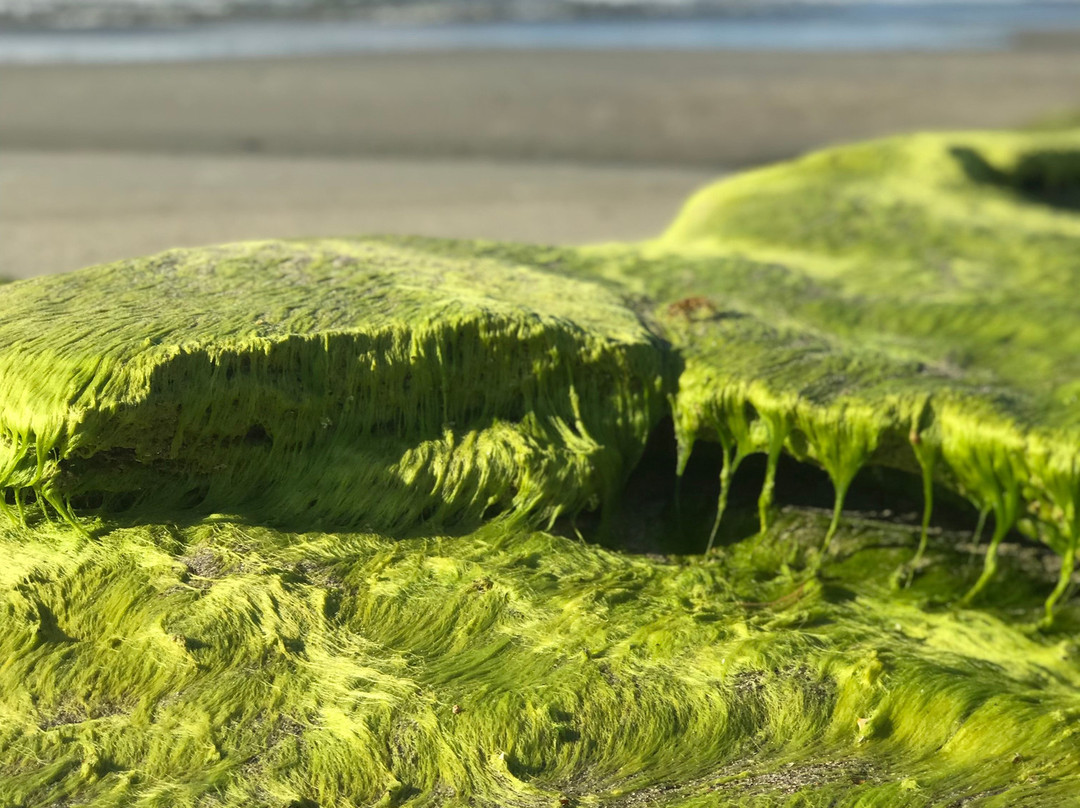 Coquina Outcrop景点图片