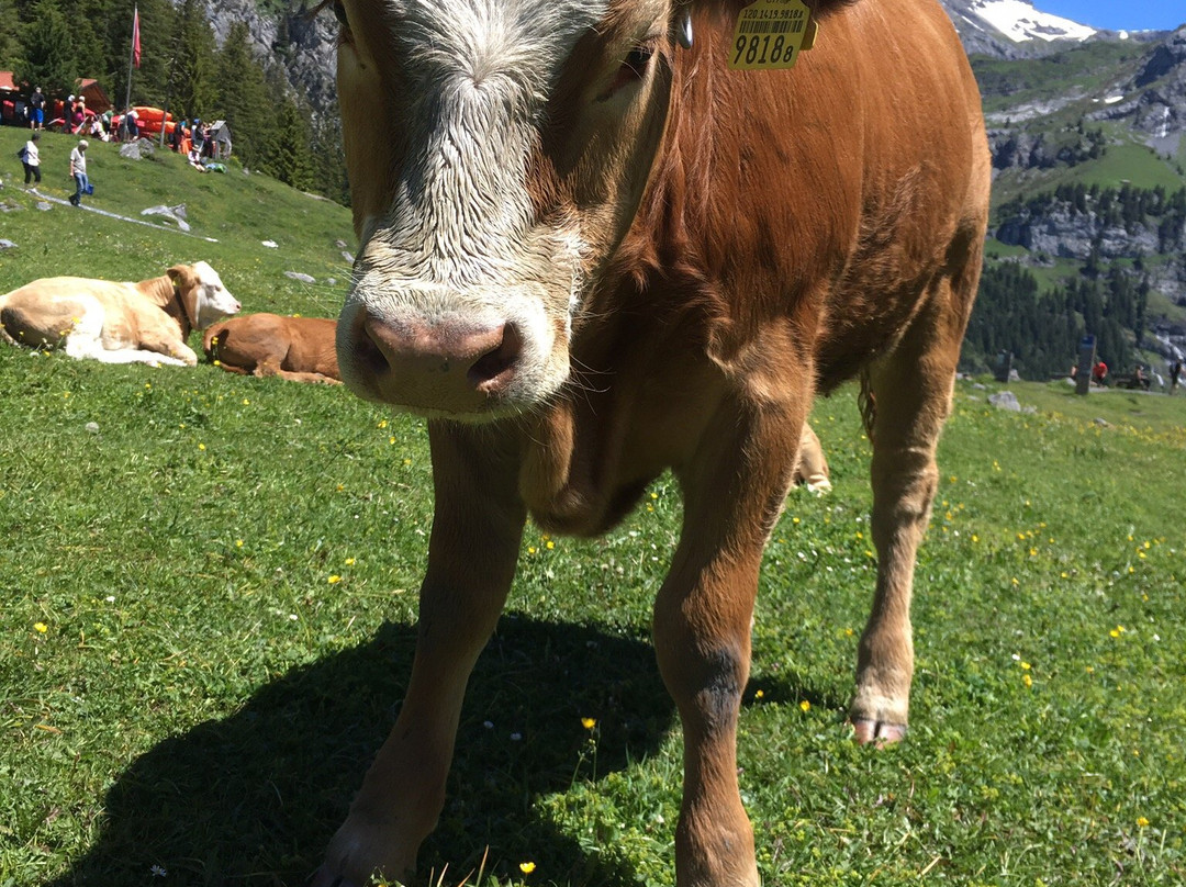 Berghotel Oeschinensee主图