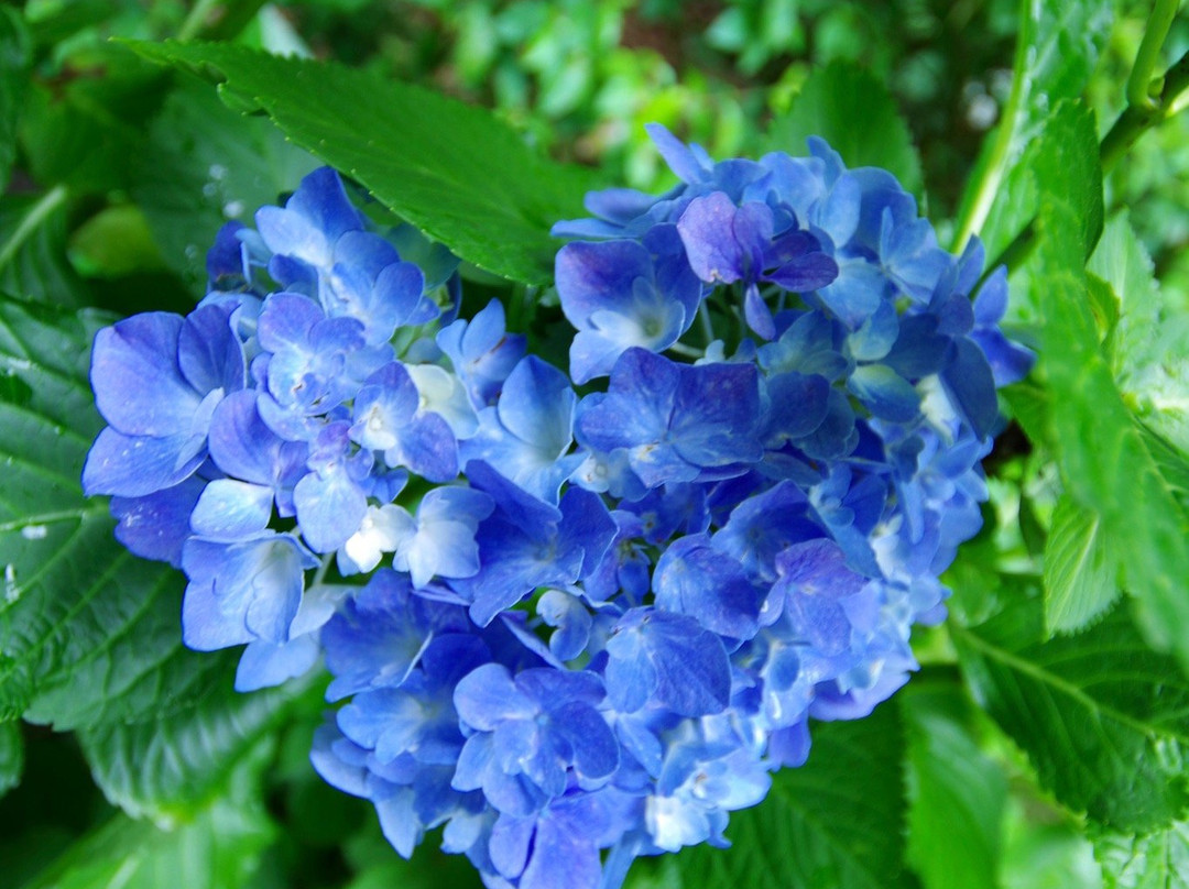 Kurobanejoshi Park-太田原市必去景点