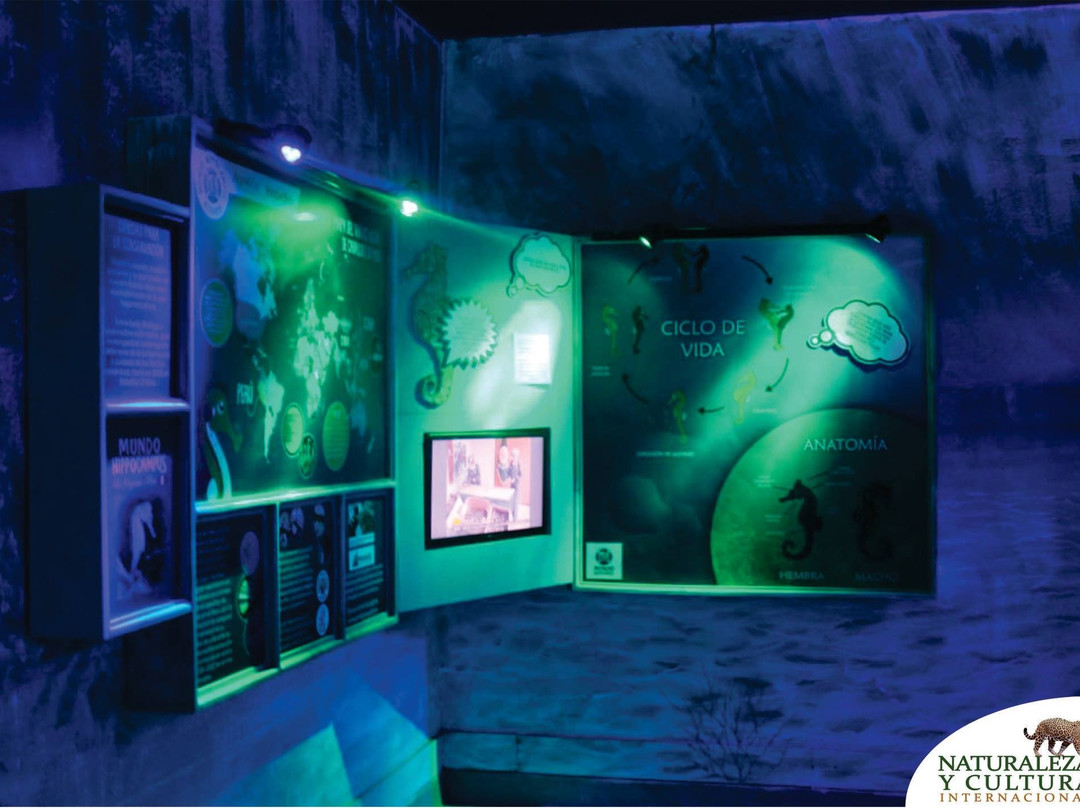 Acuario Mundo Hippocampus-Organos必去景点
