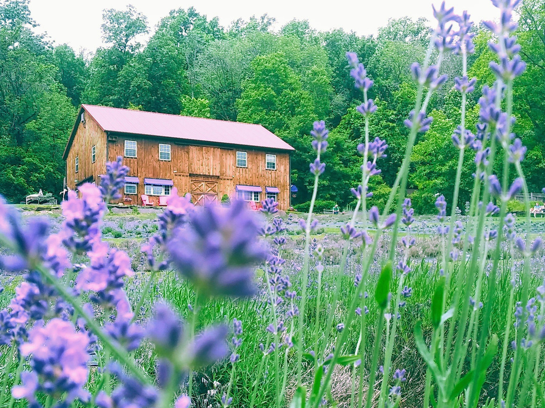 Peace Valley Lavender Farm景点图片