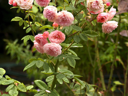 Poppy's Cottage主图