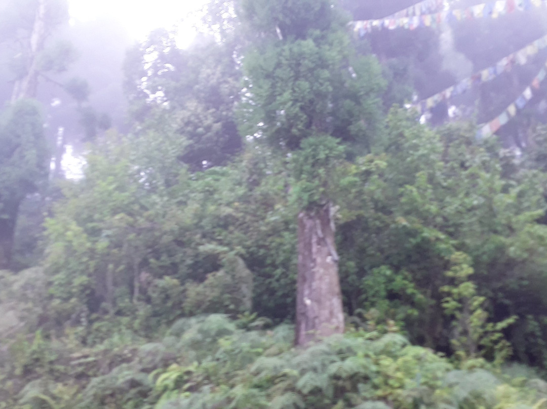 Lava Jamgon Kongtrul Monastery-Lava必去景点