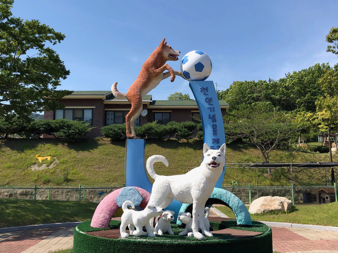 Jindo Dog Theme Park-珍岛郡必去景点