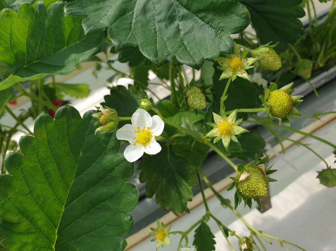 Strawberry Farm Haru-岸和田市必去景点