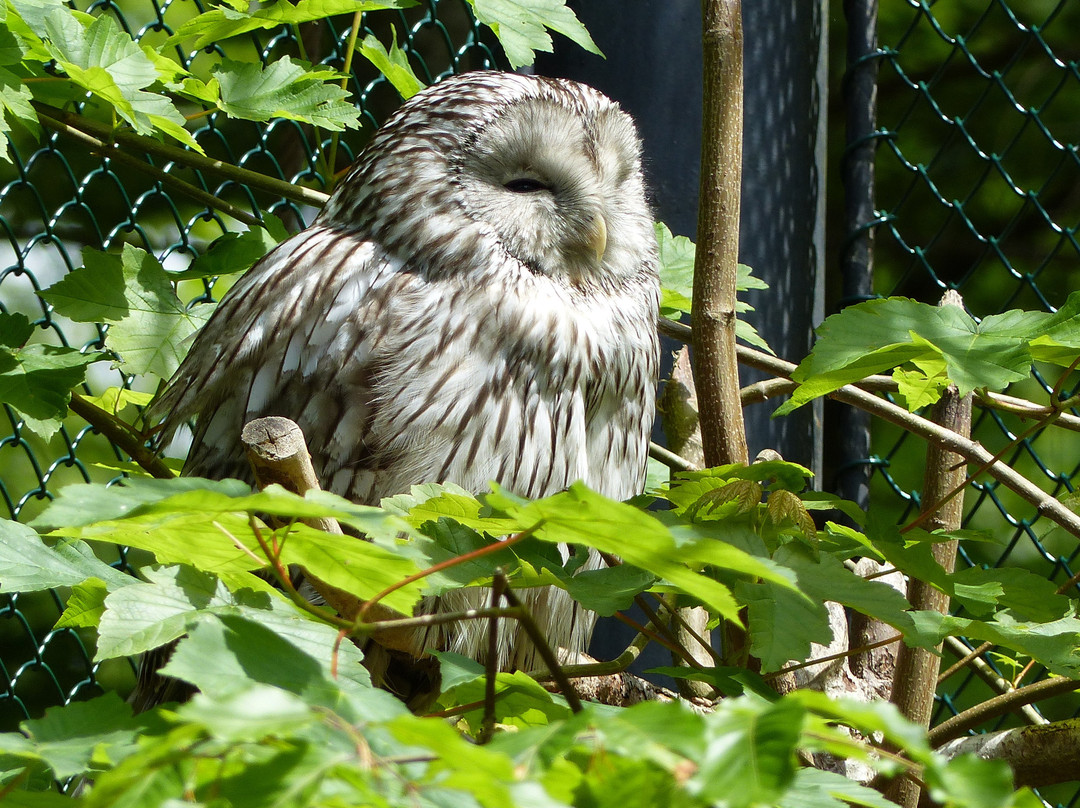 Tierfreigelaende im Nationalparkzentrum Lusen景点图片