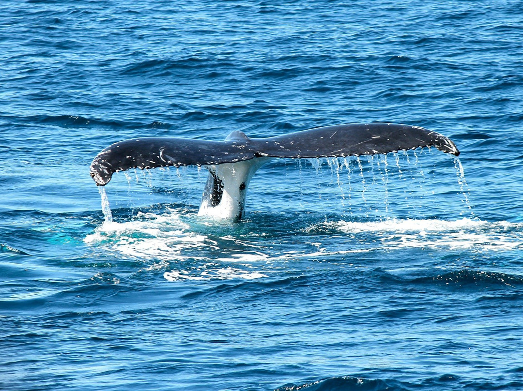 Whale Watching Panama景点图片