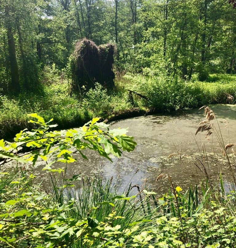 Meanderende Swalm in het Groenewoud景点图片