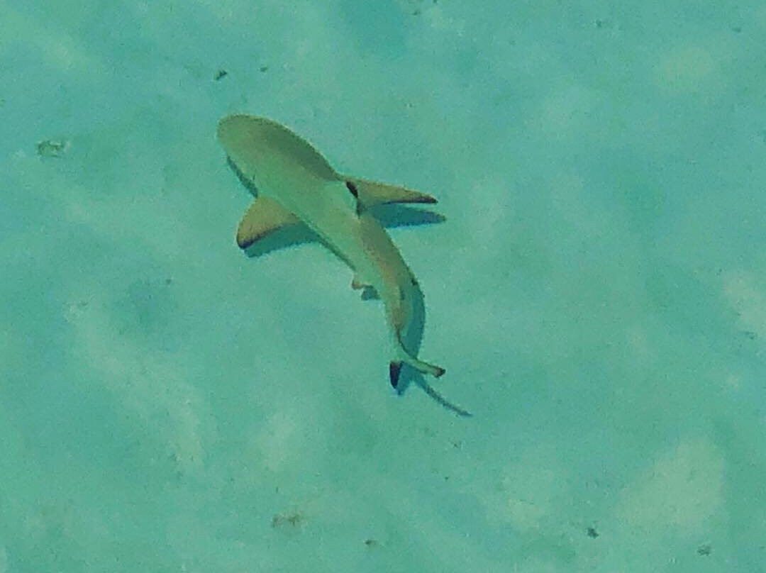 Como Maalifushi主图