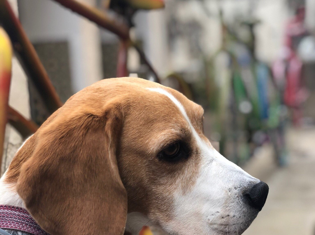 Casa de las Bicicletas-卡索拉必去景点