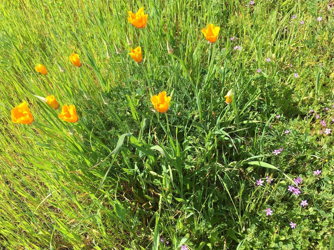 Joe Rodota Trail at Sonoma County Parks景点图片