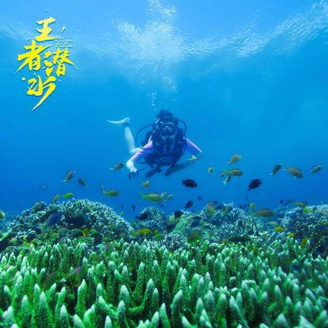 Diving King Dive Resort-Panglao必去景点