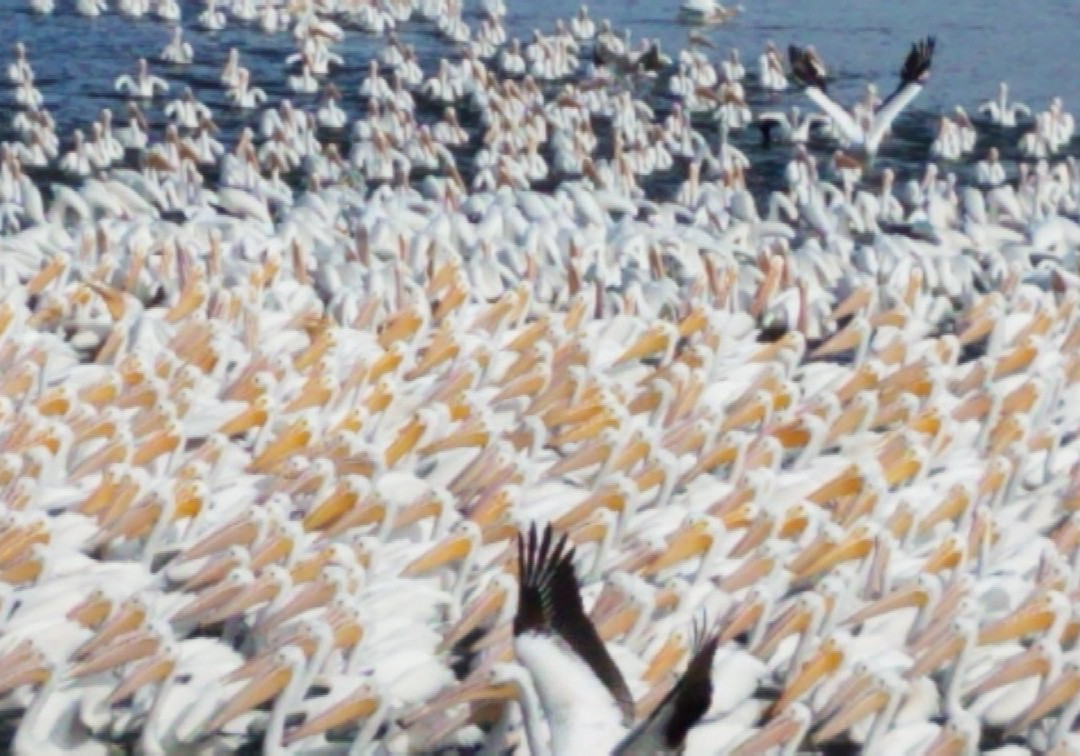 Clear Lake State Park景点图片