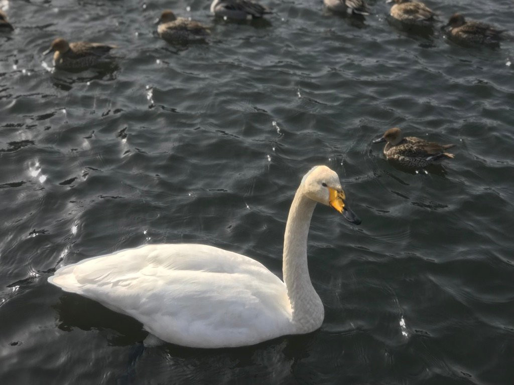 Oirase Town Nature Center Swan House景点图片