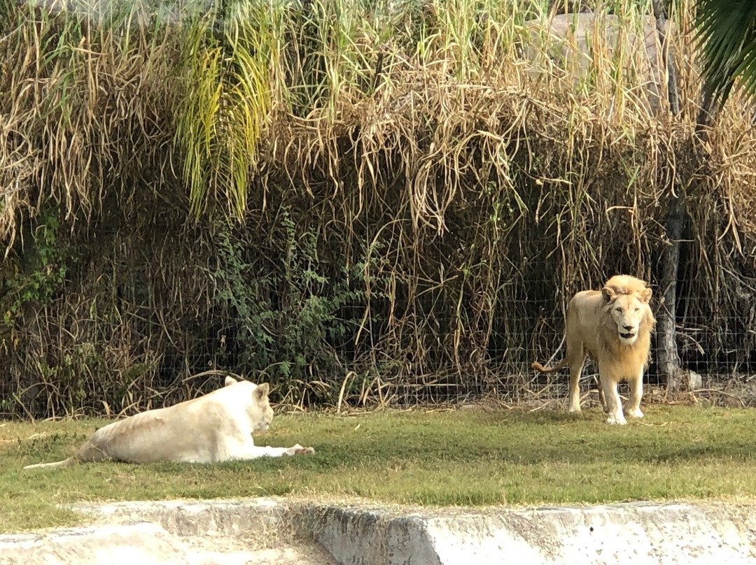 Zoofari景点图片