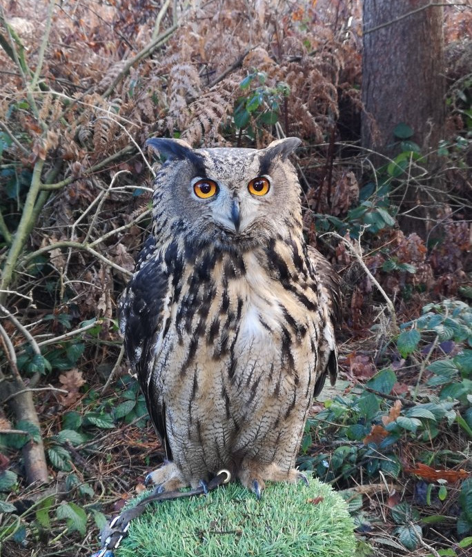 Falconry Experiences景点图片