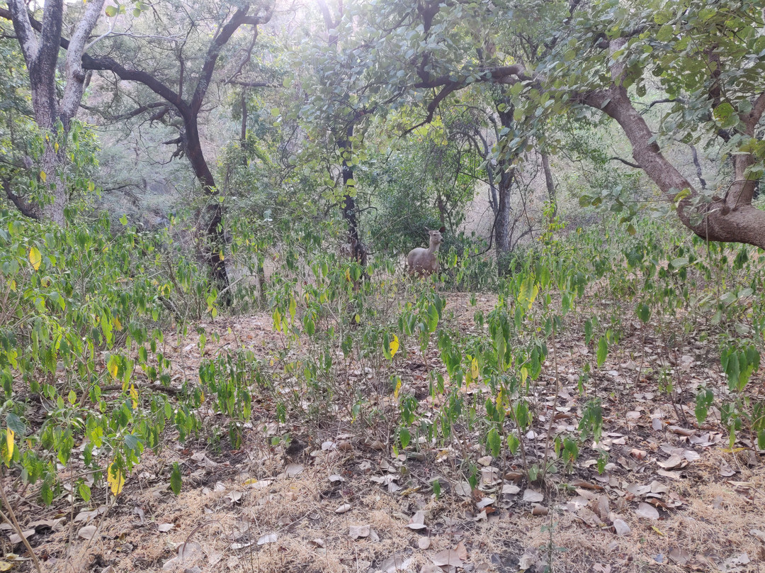 Kumbhalgarh Wildlife Sanctuary-乌代布尔必去景点