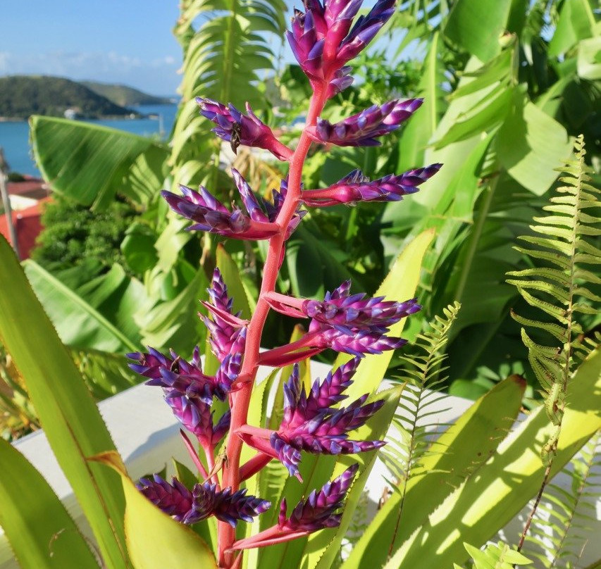 At Home In The Tropics主图