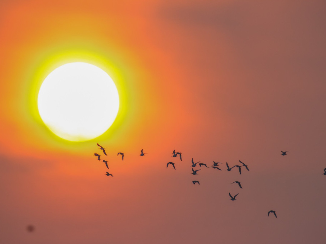 Mannar Bird Sanctuary-马纳尔必去景点