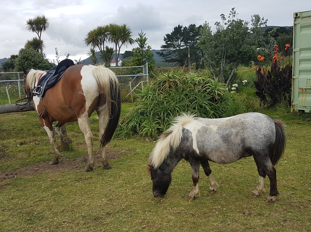 Ahipara Horse Treks景点图片