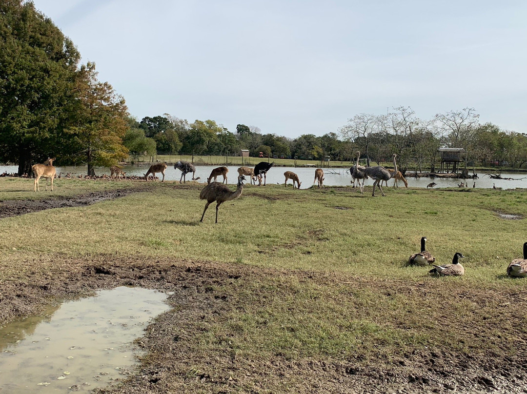 Bayou Wildlife Zoo-Alvin必去景点