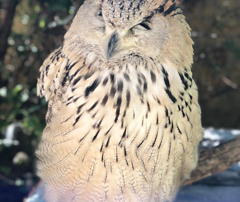 Owl's Forest Zoo-由布市必去景点
