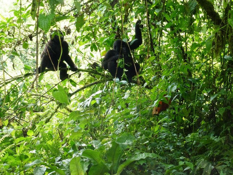Inspire African Safaris-恩德培必去景点