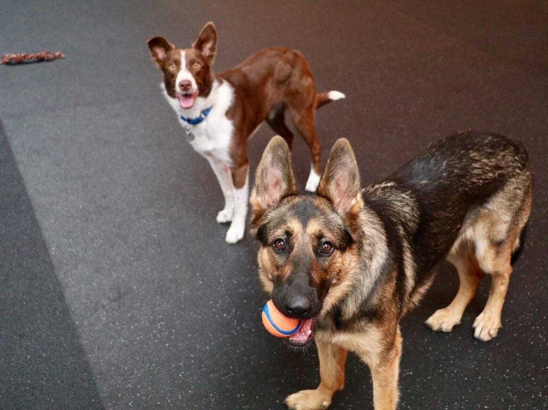 Wagg'n Indoor Dog Park景点图片