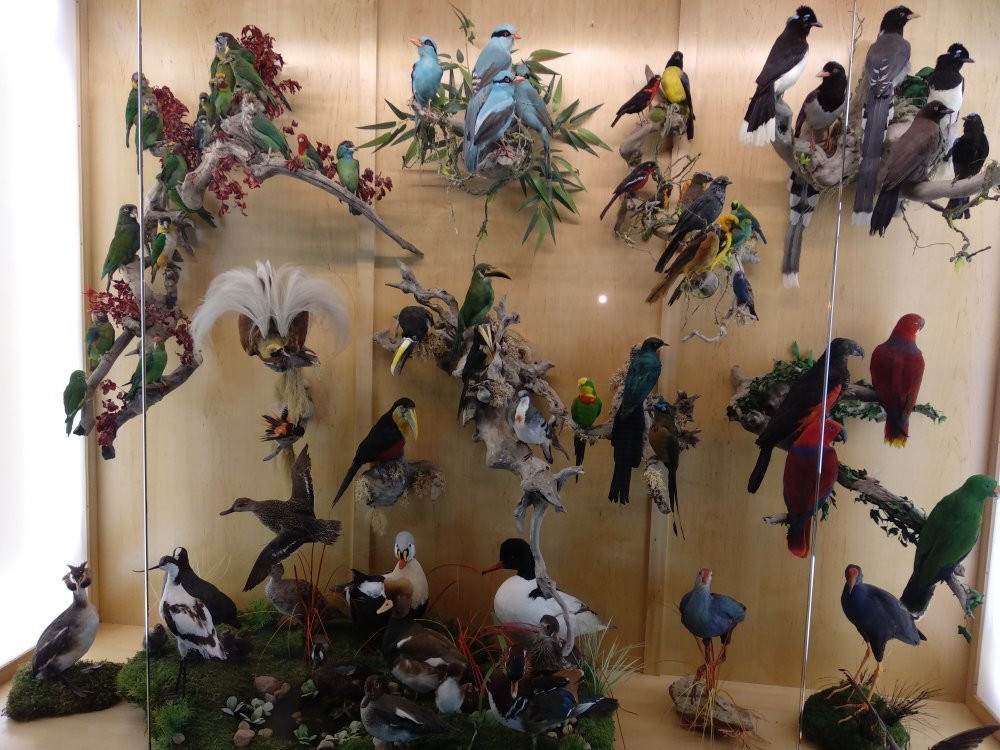 Museo de la Fauna Salvaje-Bonar必去景点