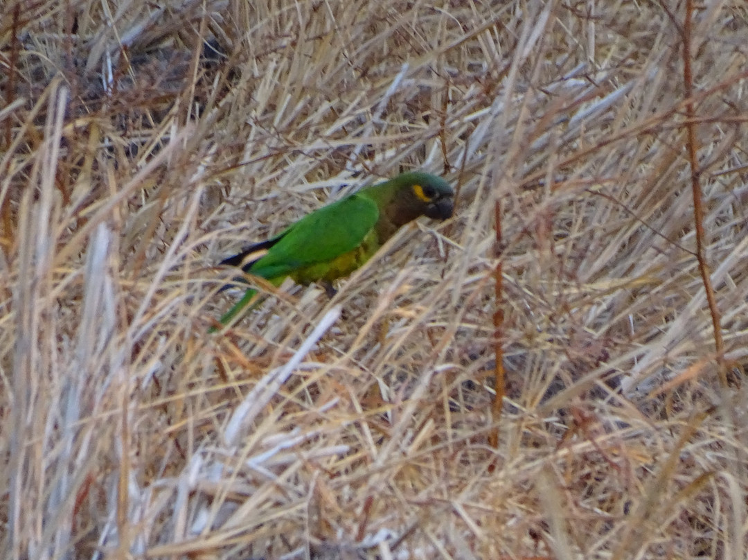 Beny Wilson Wildlife Observation Service景点图片