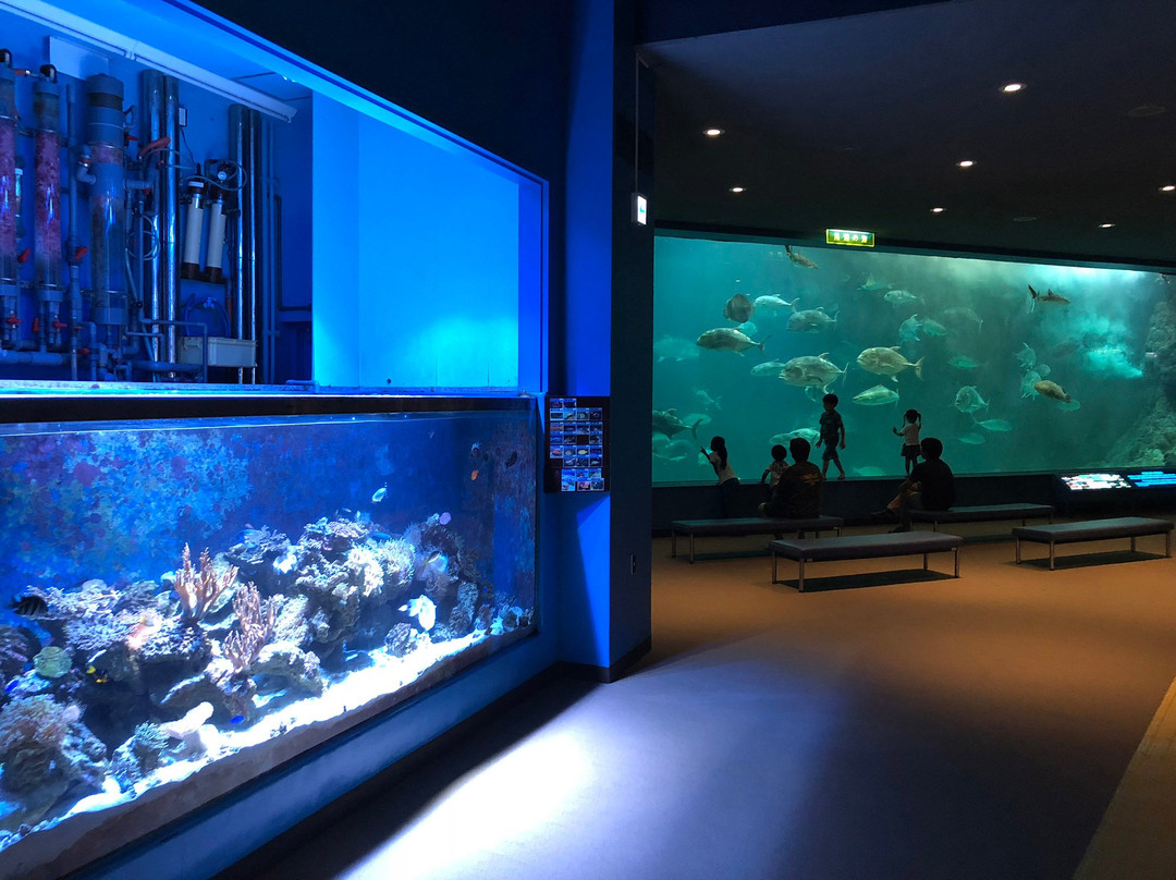 海南市旅游景点-Wakayama Prefectural Museum of Natural History