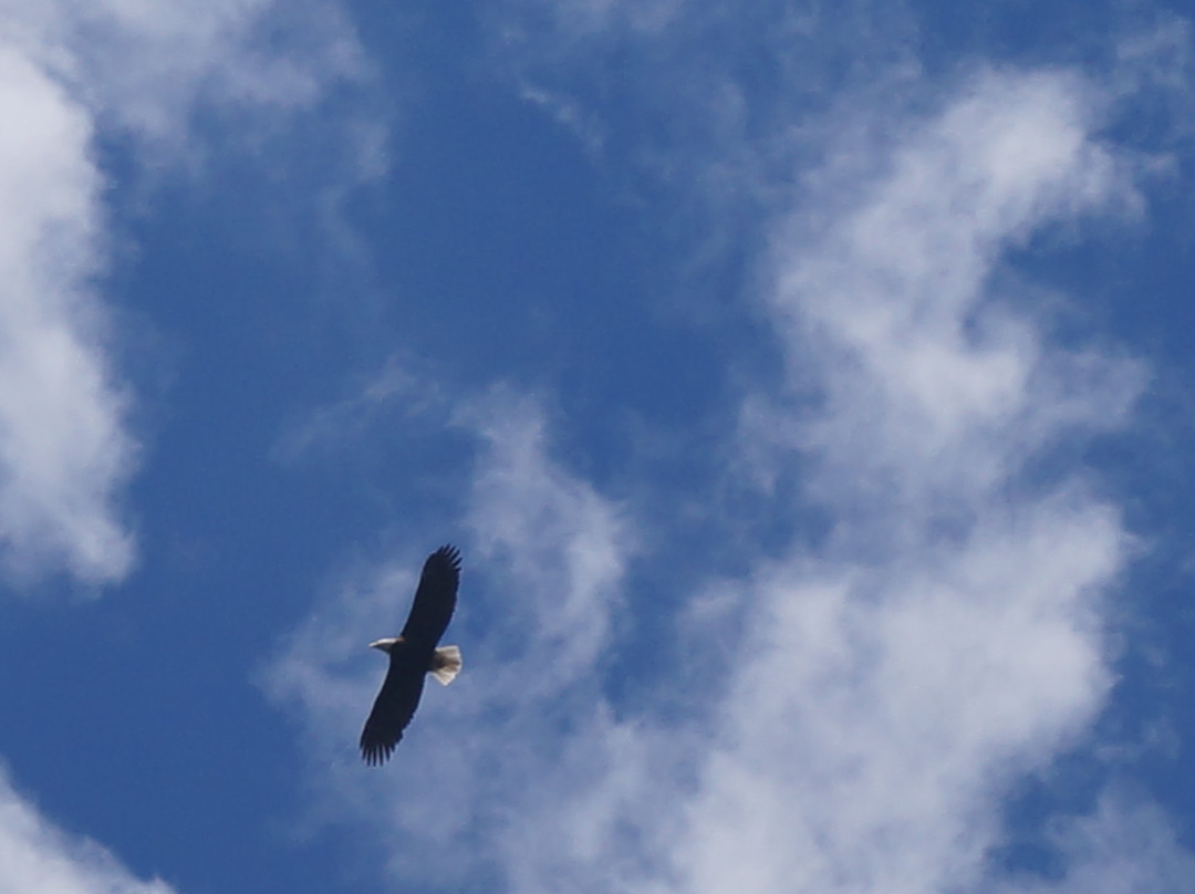 Old Trout Bed and Breakfast主图