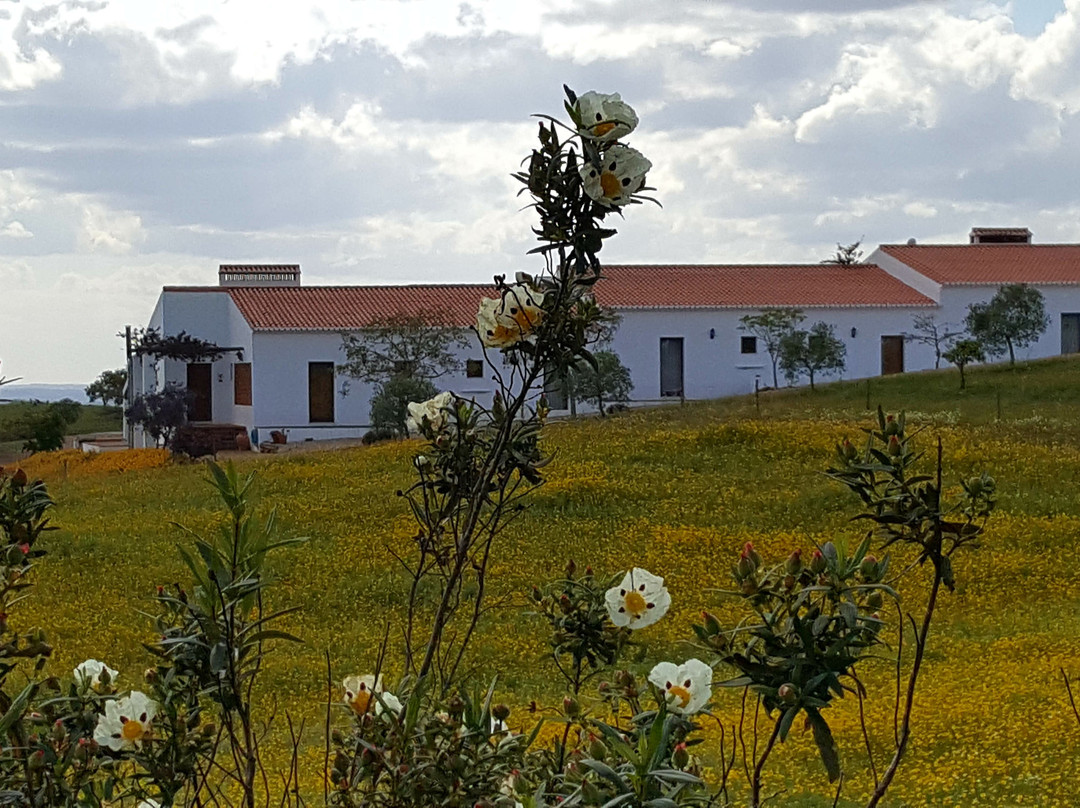 Cantar do Grilo主图