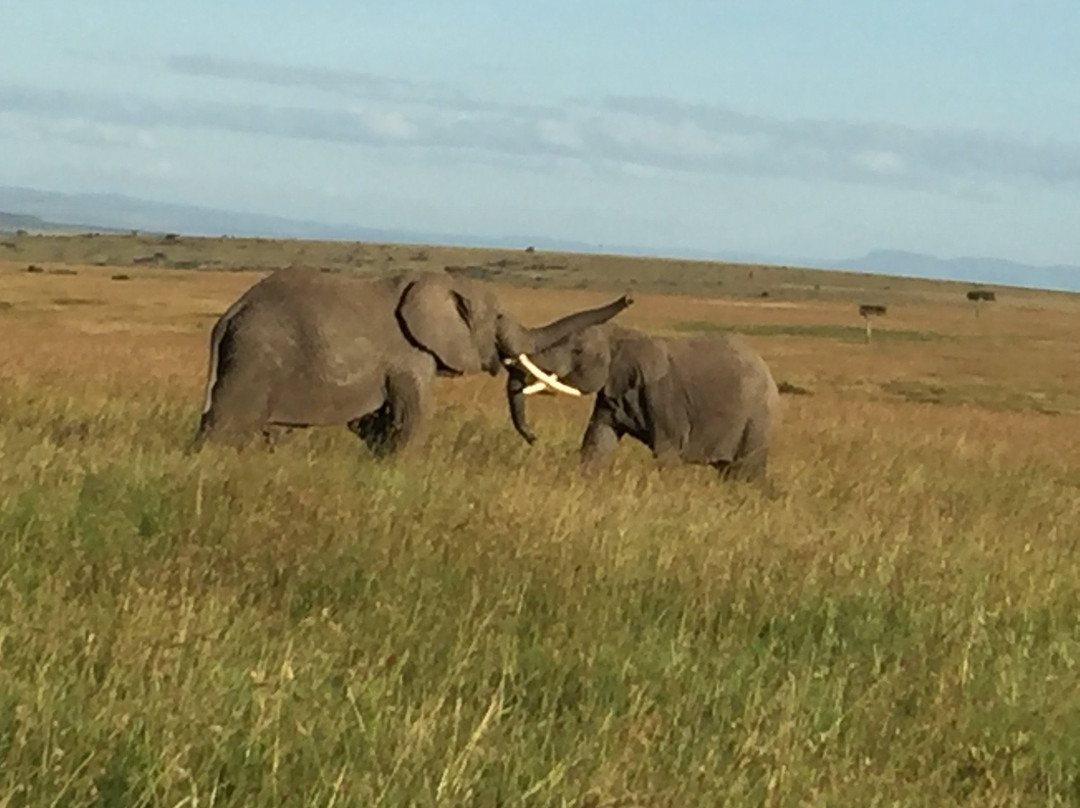 DK Grand Safaris景点图片