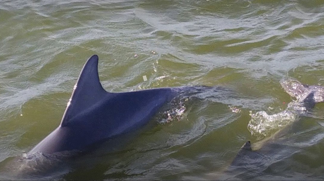 Captain Kidd-Seabrook必去景点