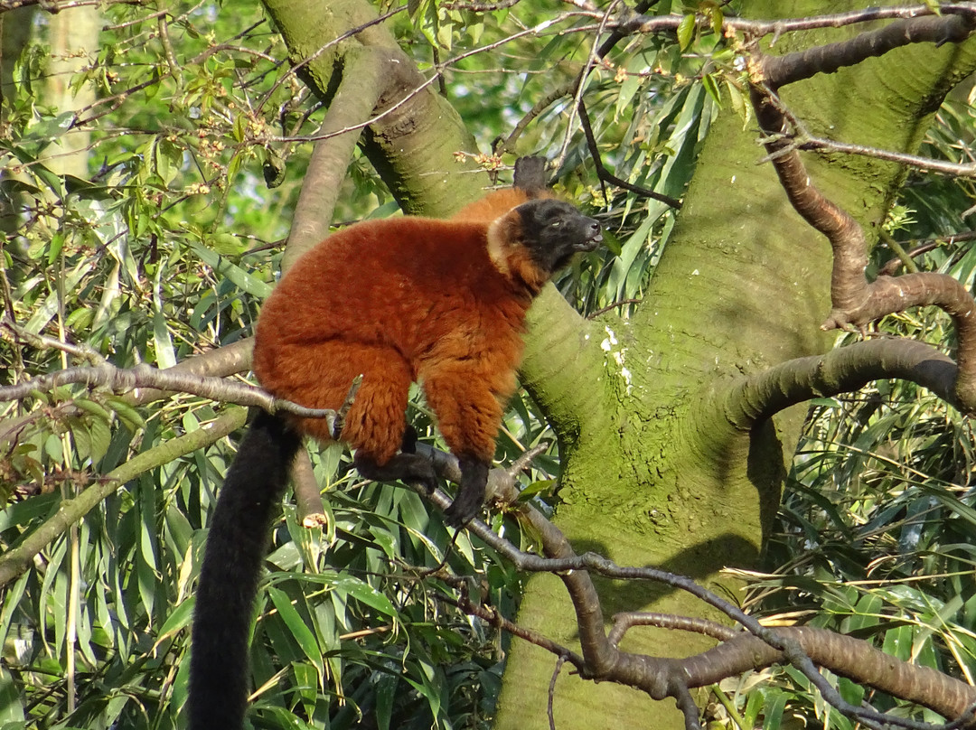 阿提斯动物园-阿姆斯特丹必去景点