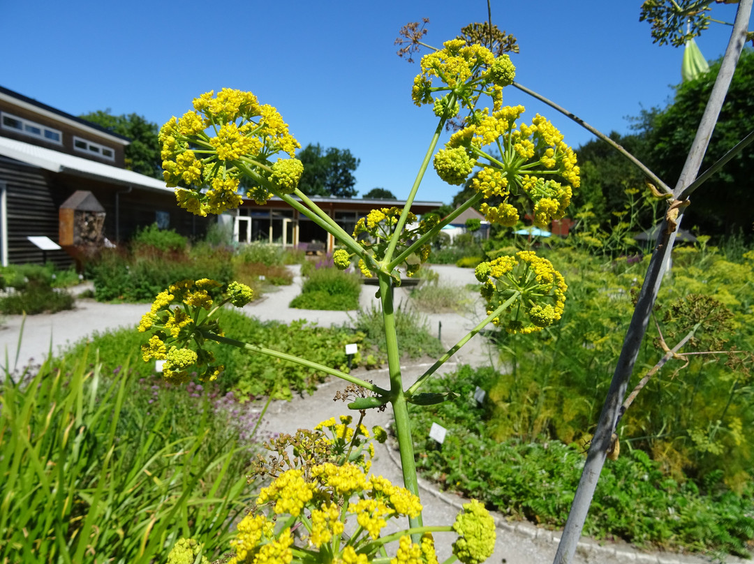 De Kruidhof Hortus van Friesland景点图片