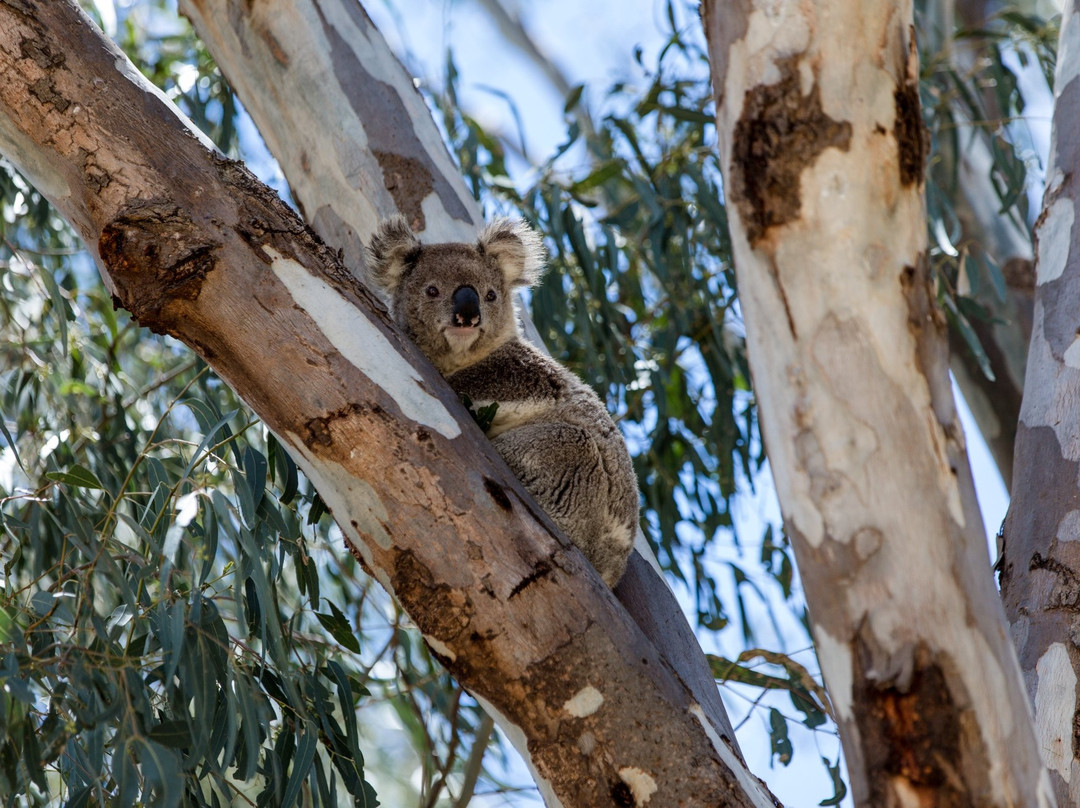 Koala Reserve景点图片