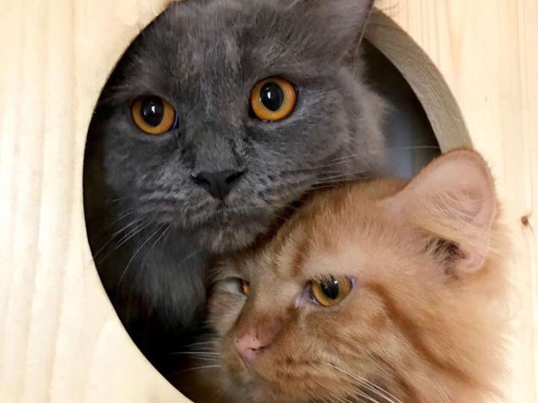 Meeyaw Cat Cafe-Kabacan必去景点