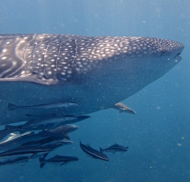 普吉岛安迪潜水体验-拉威必去景点