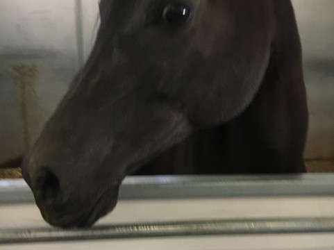 韦恩牛顿豪宅博物馆-拉斯维加斯必去景点