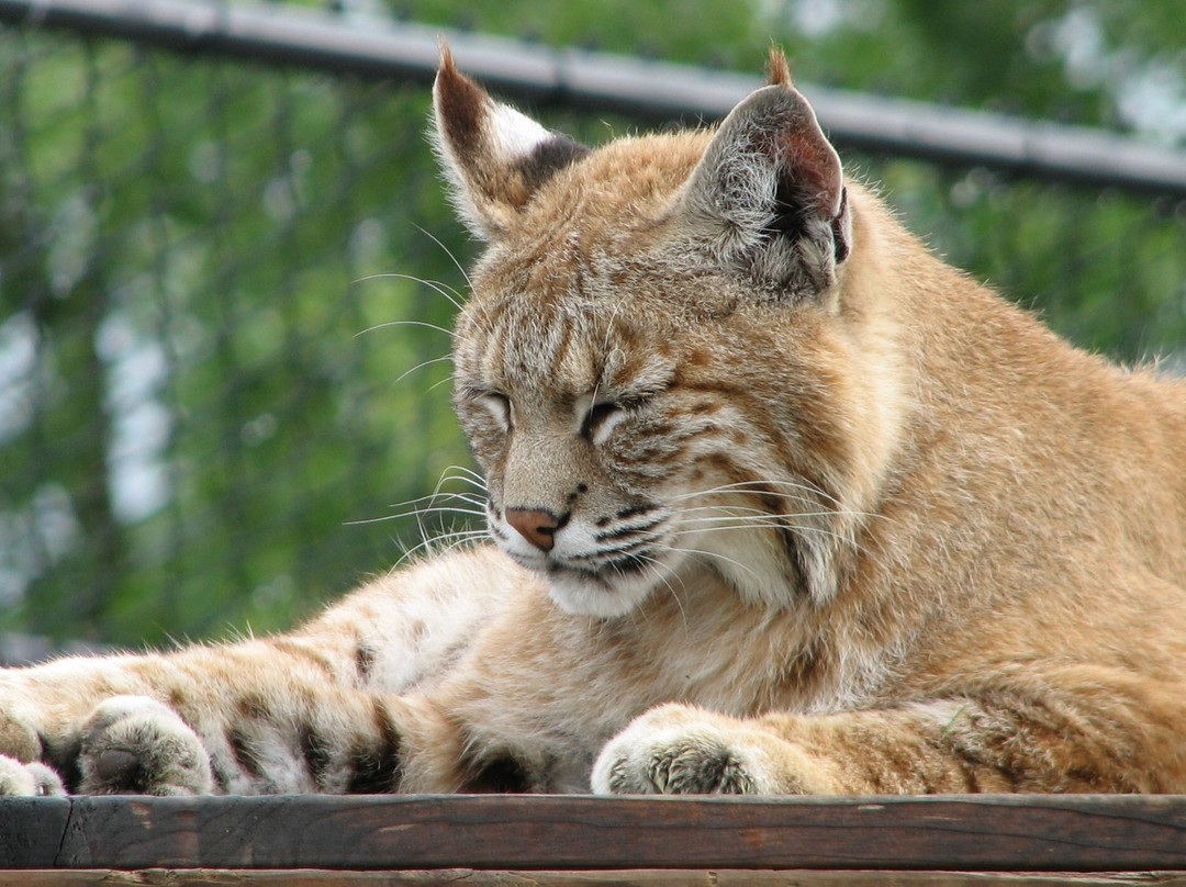 Pine Grove Zoo-Little Falls必去景点